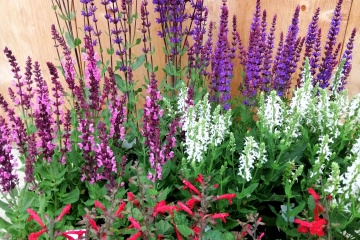 GreenSales Balk, van eigen kwekerij: Salvia nemorosa Caradonna, Salvia nemorosa Ost Friesland, Salvia nemorosa Sensation Deep Rose, Salvia nemorosa Schneehuegel, Salvia roemeriana Hot Trumpets AANBIEDING 5 STUKS € 10,-